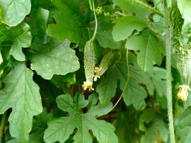 Bitter Melon Bitter Melon