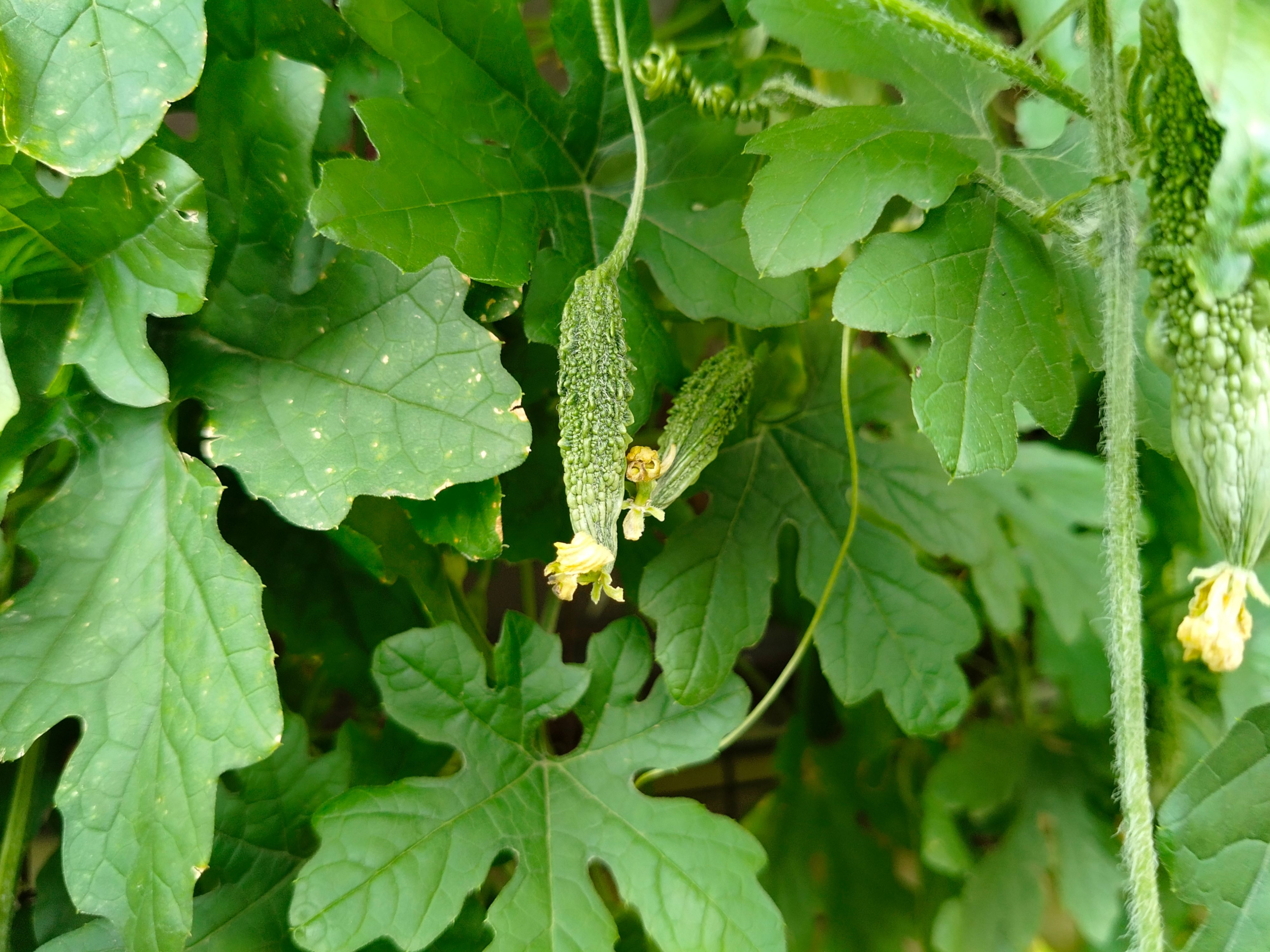 Bitter Melon Bitter Melon